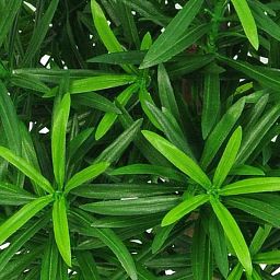 PODOCARPUS KUGEL DELUXE Artificial Tree Plant