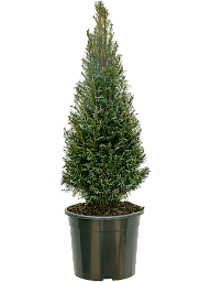 Photogenic English Yew Taxus baccata