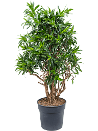 Fabulous Pleomele (Dracaena) reflexa 'Song of Jamaica' Tall Indoor House Plants Trees