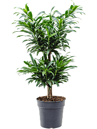 Easy-Care Dragon Tree Pleomele (Dracaena) reflexa Tall Indoor House Plants Trees