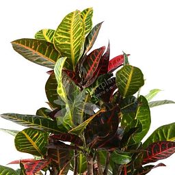 Codiaeum Petra in LECHUZA CUBICO Self-watering Planter, Total Height 130 cm