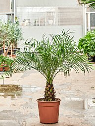 Tropical Pygmy Date Palm Phoenix roebelenii Indoor House Plants