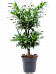 Easy-Care Dragon Tree Pleomele (Dracaena) reflexa Tall Indoor House Plants Trees