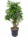 Fabulous Pleomele (Dracaena) reflexa 'Song of Jamaica' Tall Indoor House Plants Trees
