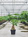 Lush Heart-Leaf Philodendron selloum Indoor House Plants