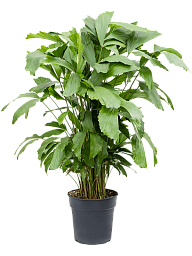 Lush Fishtail Palm Caryota mitis (650-725) Indoor House Plants