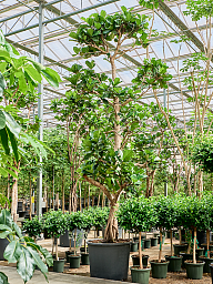 Lush Fiddle Leaf Fig Ficus lyrata Indoor House Plants