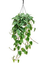 Lush Heart-Leaf Philodendron scandens Indoor House Plants (100-120) W4...
