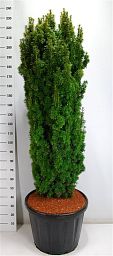 Photogenic English Yew Taxus baccata 'Fastigiata Aurea' (170-190) Outdoor Plants