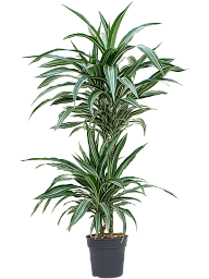 Easy-Care Corn Plant Dracaena fragrans 'Ulises' Tall Indoor House Plants Trees