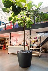 Fiberstone Round Planter by Idealist Premium BUCKET