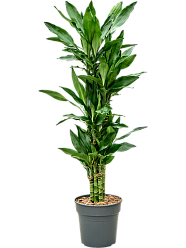 Vibrant Corn Plant Dracaena fragrans 'Burundii' Tall Indoor House Plants Trees