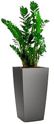 Zamioculcas Zamiifolia in LECHUZA CUBICO Self-watering Planter, Total Height 150 cm