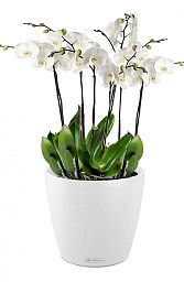 Blooming Orchids in LECHUZA CLASSICO Color Self-watering Planter, Total Height 60 cm