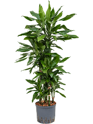 Easy-Care Corn Plant Dracaena fragrans 'Janet Lind' Tall Indoor House Plants Trees