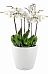 Blooming Orchids in LECHUZA CLASSICO Color Self-watering Planter, Total Height 60 cm