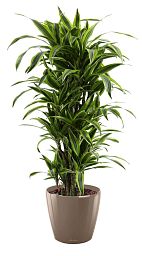 Dracaena Fragrans Lemon Lime in LECHUZA CLASSICO LS Self-watering Planter, Total Height 140 cm