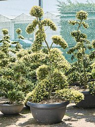 Cute Japanese Holly Ilex crenata 'Kinme' (180-200) Outdoor Plants