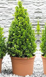 Photogenic Boxwood Buxus pyramid (Buxus Sempervirens)