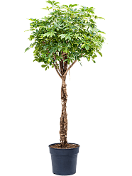 Delicate Umbrella Tree Schefflera arboricola 'Gold Capella' Indoor House Plants