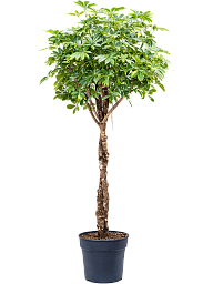 Delicate Umbrella Tree Schefflera arboricola 'Gold Capella' Indoor House Plants
