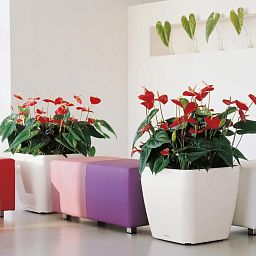LECHUZA QUADRO Square Poly Resin Planter Only