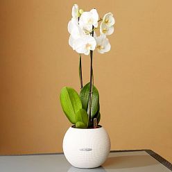 Blooming Phalaenopsis Orchid in LECHUZA-PURO Self-watering Planter, Total Height 60 cm