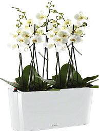 Blooming Phalaenopsis Orchid in LECHUZA DELTA Self-watering Planter, Total Height 60 cm