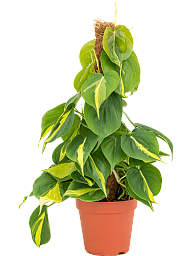 Lush Heart-Leaf Philodendron scandens 'Brasil' Indoor House Plants