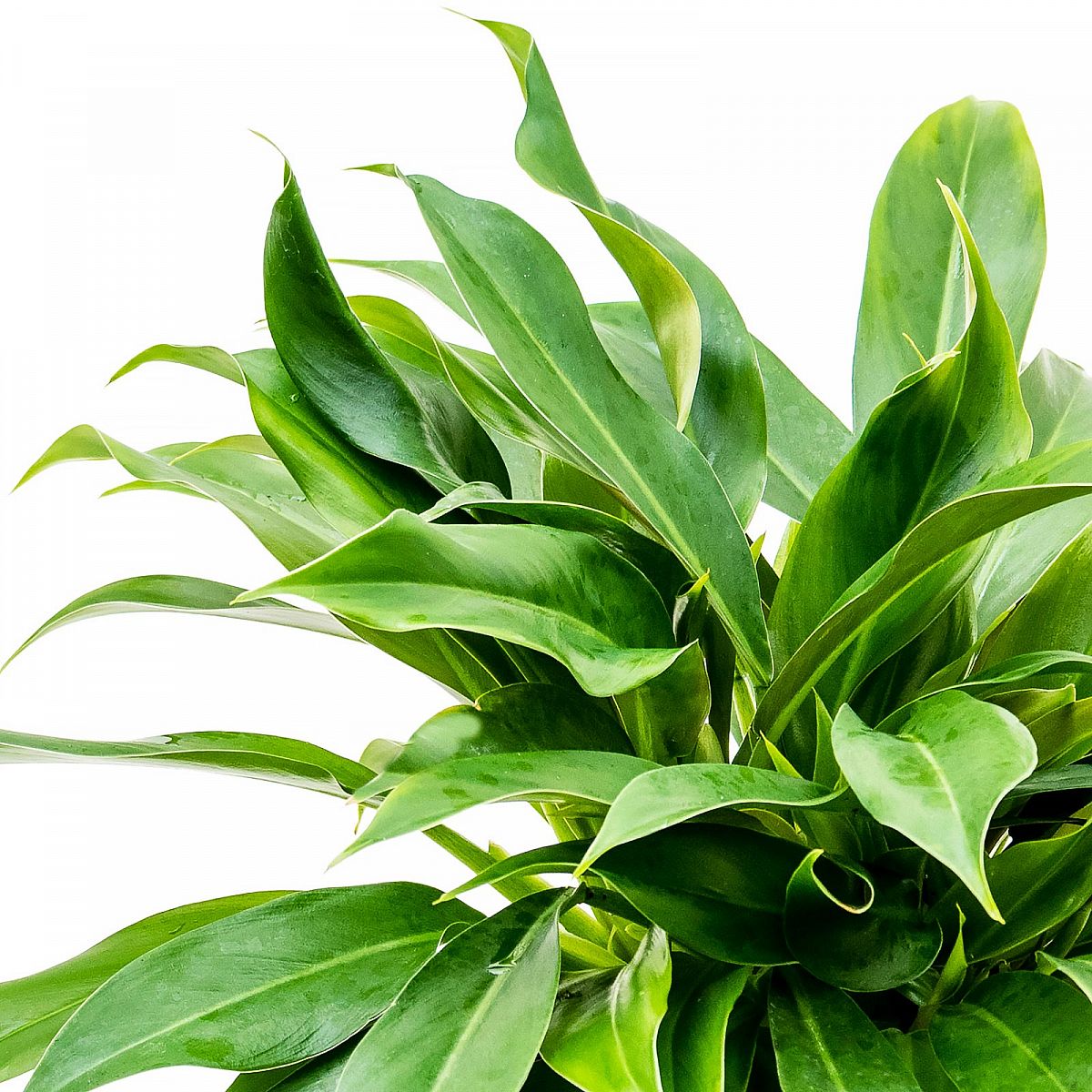 Lush Heart-Leaf Philodendron 'Little Phil' Indoor House Plants