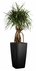Dracaena Marginata in LECHUZA CUBICO Self-watering Planter, Total Height 150 cm