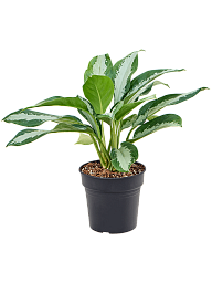 Striking Chinese Evergreen Aglaonema 'Diamond Bay' Indoor House Plants