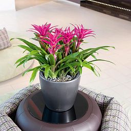 LECHUZA CLASSICO Round Poly Resin Planter Only