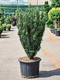 Lush Plum Yew Cephalotaxus harringtonii 'Fastigiata' Outdoor Plants