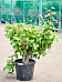 Vibrant European Wine Grape Vitis vinifera (100-140) Outdoor Plants