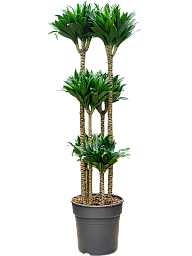 Easy-Care Corn Plant Dracaena fragrans 'Compacta' Indoor House Plants