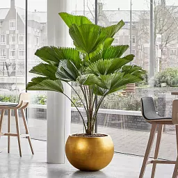 Metallic Couple Round Indoor Planter