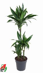 Dracaena fragrans (Deremensis Grp) 'Arturo'