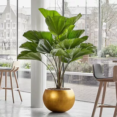 Metallic Couple Round Indoor Planter