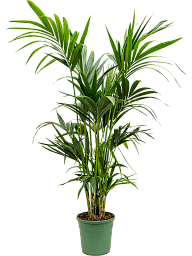 Lush Sentry Palm Kentia (Howea) forsteriana Indoor House Plants
