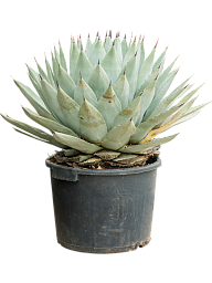 Easy-Care Parry's Agave parryi Indoor House Plants