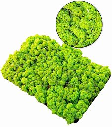 Reindeermoss 1 Box Artificial Moss Plant