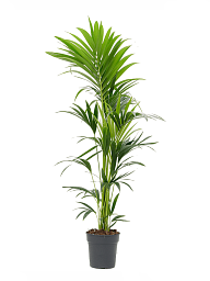 Lush Sentry Palm Kentia (Howea) forsteriana Indoor House Plants