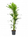 Lush Sentry Palm Kentia (Howea) forsteriana Indoor House Plants