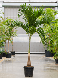 Lush Manila Palm Veitchia (Adonidia) merrillii (575-650) Indoor House Plants