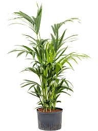 Lush Sentry Palm Kentia (Howea) forsteriana Indoor House Plants