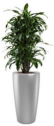 Dracaena Fragrans Arturo in LECHUZA RONDO Self-watering Planter, Total Height 160 cm