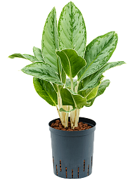 Lush Chinese Evergreen Aglaonema Cintho Queen Indoor House Plants