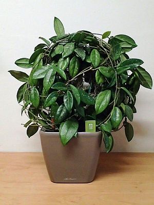 LECHUZA Quadro LS Square Poly Resin Self-watering Planter