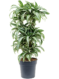 Colorful Corn Plant Dracaena fragrans 'Jade Jewel' Tall Indoor House Plants Trees